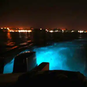 Luminous Lagoon - Falmouth, Jamaica